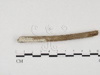 藏品(冇骨消絲齒菌)的圖片
