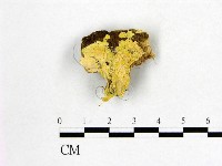 藏品(顯絲菌屬)的圖片