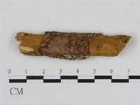 藏品(刺革菌屬)的圖片