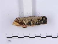 藏品(韌革菌屬)的圖片