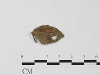 藏品(白粉病)的圖片