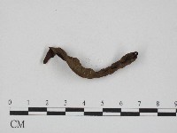 藏品(黑粉菌屬)的圖片