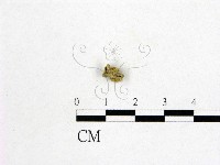藏品()的圖片