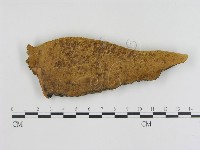 藏品(松生擬層孔菌)的圖片