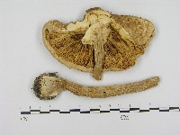 藏品(高大環柄菇)的圖片