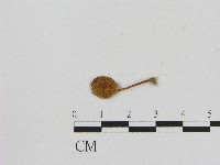 藏品(小菇屬)的圖片