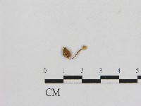 藏品(小菇屬)的圖片