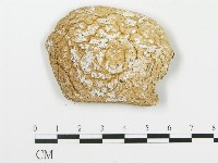 藏品(四孢蘑菇)的圖片