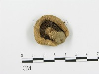 藏品(四孢蘑菇)的圖片