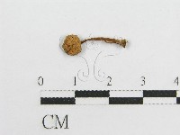 藏品(微皮傘屬)的圖片