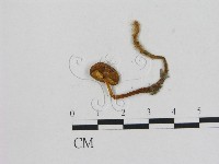 藏品(小菇屬)的圖片