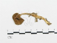 藏品(杯傘屬)的圖片