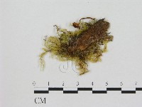 藏品(小菇屬)的圖片