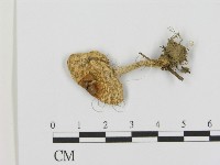 藏品()的圖片