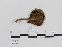 藏品(乳菇屬)的圖片