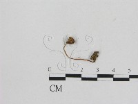 藏品(小菇屬)的圖片