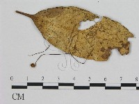 藏品(小皮傘屬)的圖片