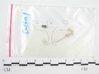 藏品(鬼傘屬)的圖片