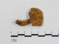 藏品(乳菇屬)的圖片