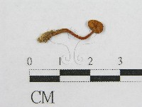 藏品(盔孢傘屬)的圖片