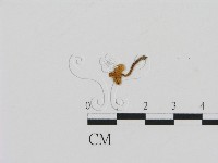 藏品(齒菌屬)的圖片