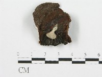 藏品(裂褶菌)的圖片