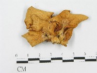 藏品(側耳屬)的圖片