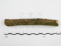 藏品(微皮傘屬)的圖片