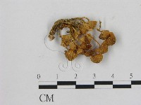 藏品(小菇屬)的圖片