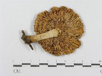 藏品(紅菇屬)的圖片