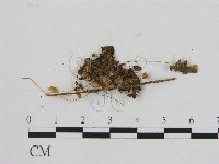 藏品(小菇屬)的圖片