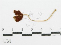 藏品()的圖片