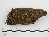 藏品(鬼傘屬)的圖片