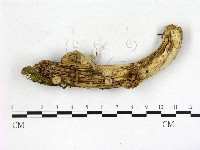 藏品(地星屬)的圖片