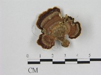 藏品(相鄰小孔菌)的圖片