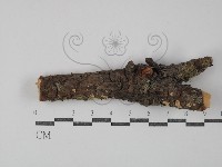 藏品(盤革菌屬)的圖片