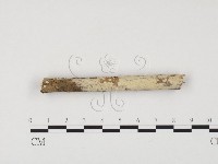 藏品(冇骨消絲齒菌)的圖片