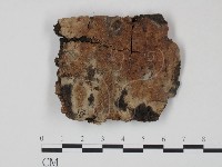 藏品(射脈菌屬)的圖片