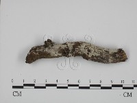 藏品(粗糙孢菌屬)的圖片