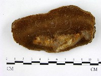 藏品(木層孔菌屬)的圖片