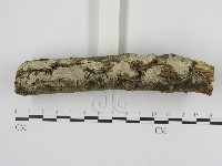 藏品(剛毛絲皮菌)的圖片