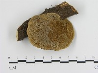 藏品(蜂窩菌屬)的圖片