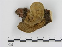 藏品(蜂窩菌屬)的圖片