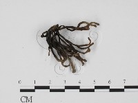 藏品(炭角菌屬)的圖片