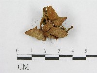 藏品(盔孢傘屬)的圖片