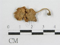 藏品(粉褶菌屬)的圖片