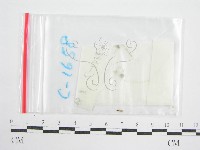 藏品(鬼傘屬)的圖片