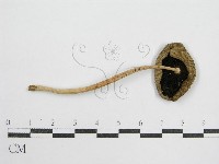 藏品(鬼傘屬)的圖片