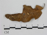 藏品(小皮傘屬)的圖片