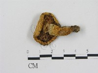 藏品(乳菇屬)的圖片